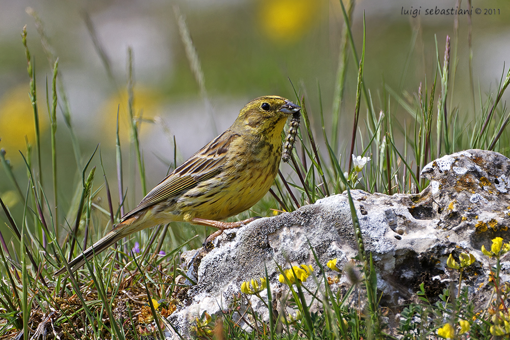 Zigolo giallo