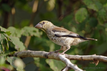 Hawfinch