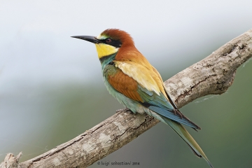 Bee-eater