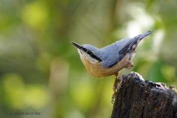 Nuthatch (european)