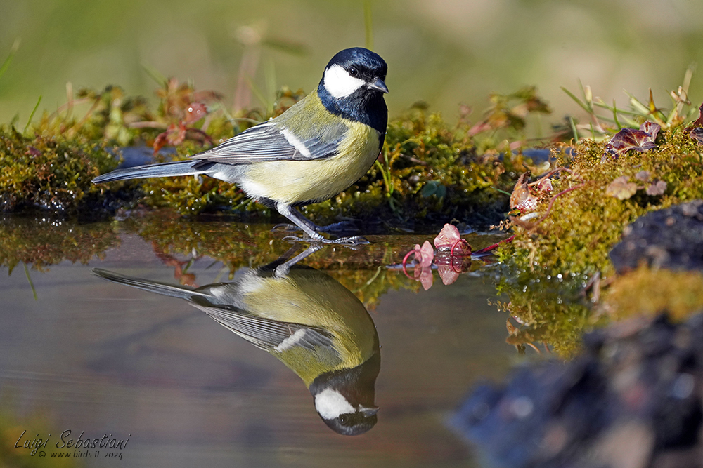 Mésange charbonnière