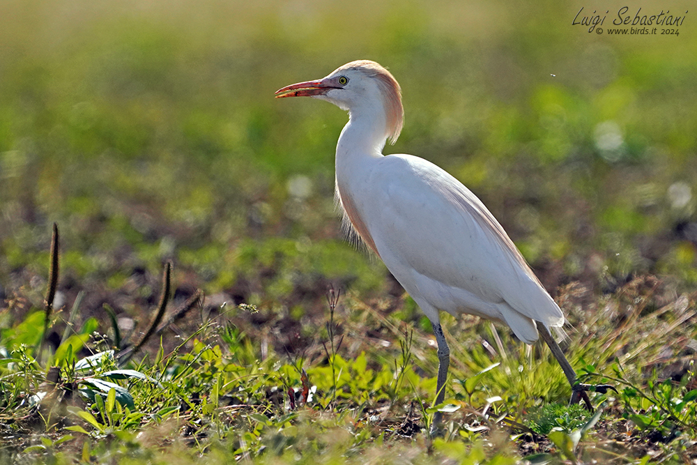 Egret, cattle