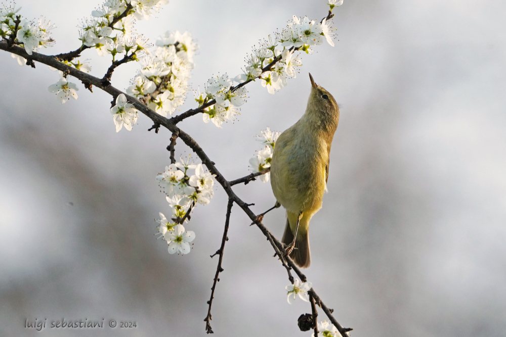 Chiffchaff (common)