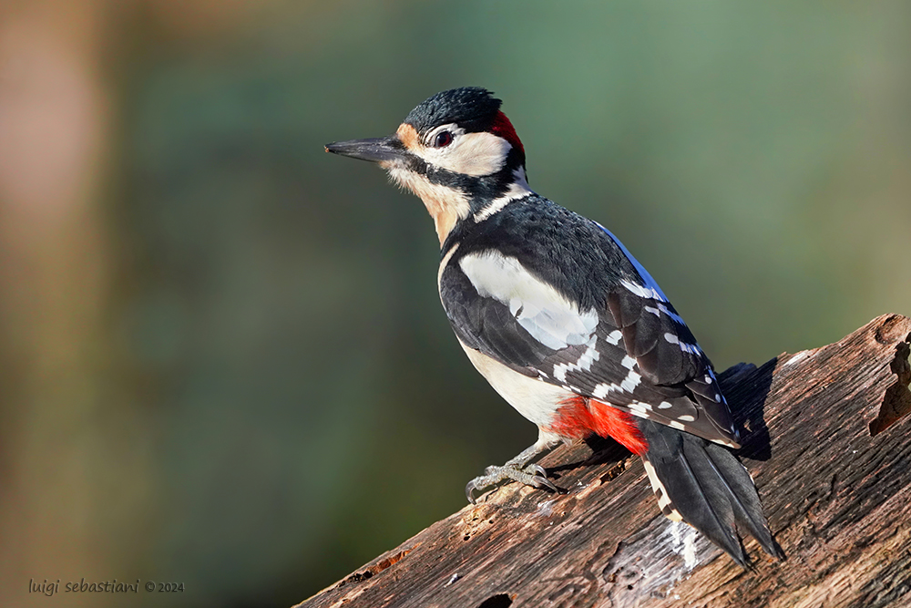 Woodpecker, great spotted