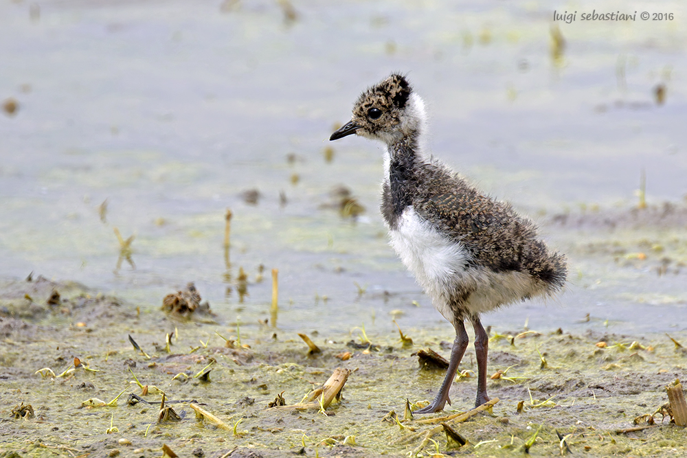 Lapwing (northern)