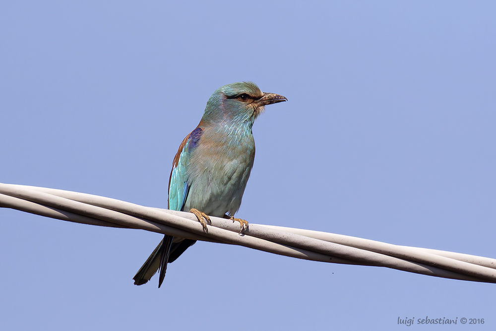 Carraca europea