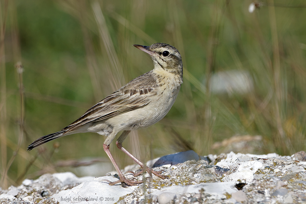 Pipit rousseline