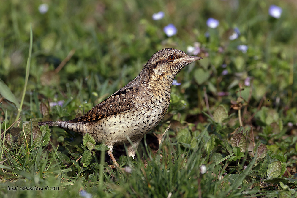 Wryneck