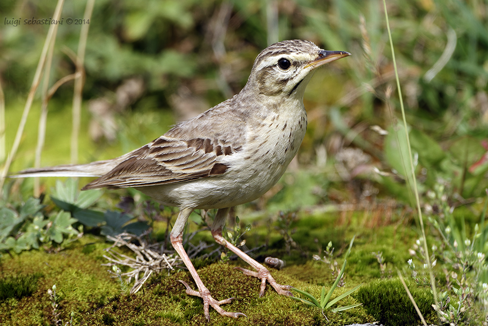 Pipit rousseline