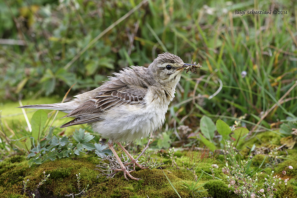 Pipit rousseline