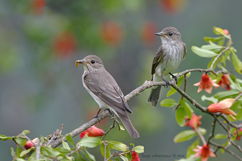 Flycatcher, spotted