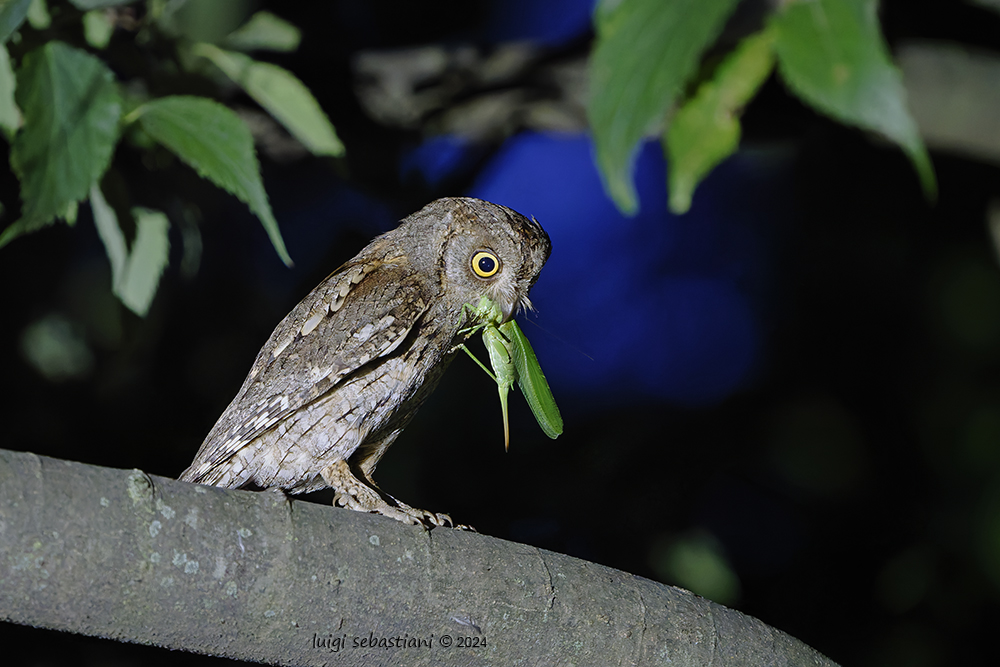 Owl, (eurasian) scops