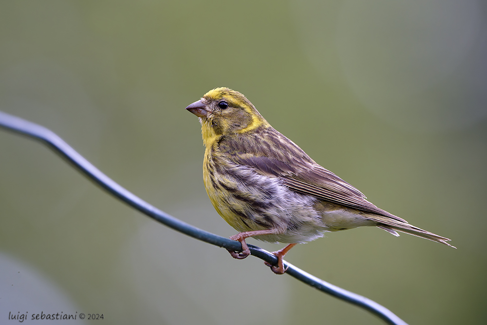 Serin cini