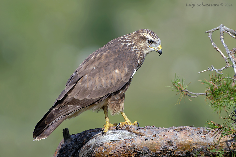 Mäusebussard