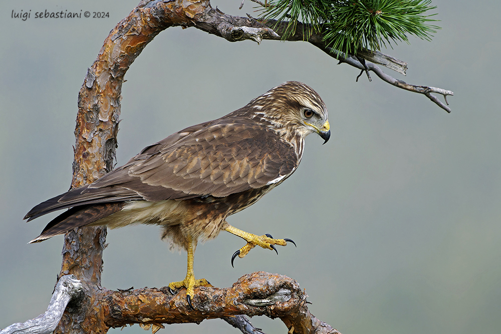 Mäusebussard