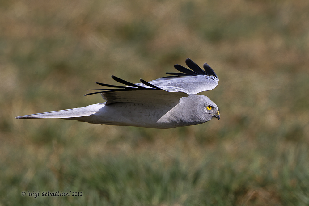 Aguilucho pálido