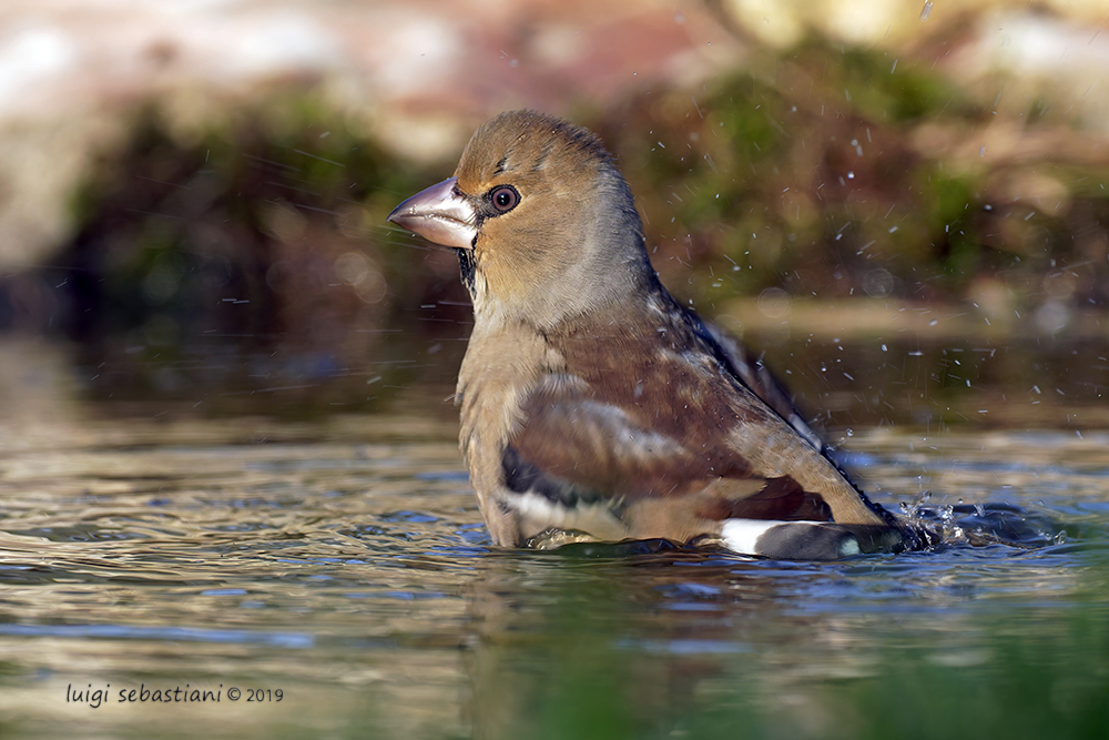 Hawfinch