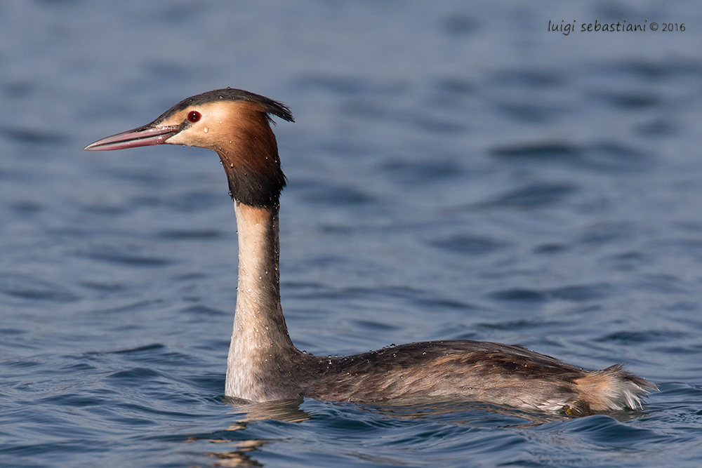 Grebe, great crested