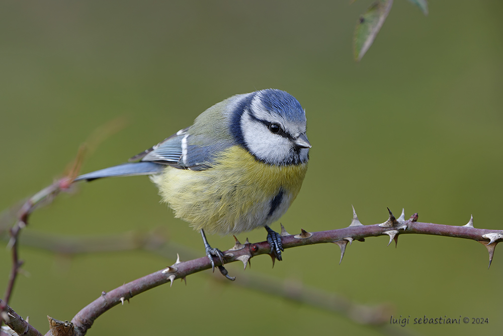 Mésange bleue