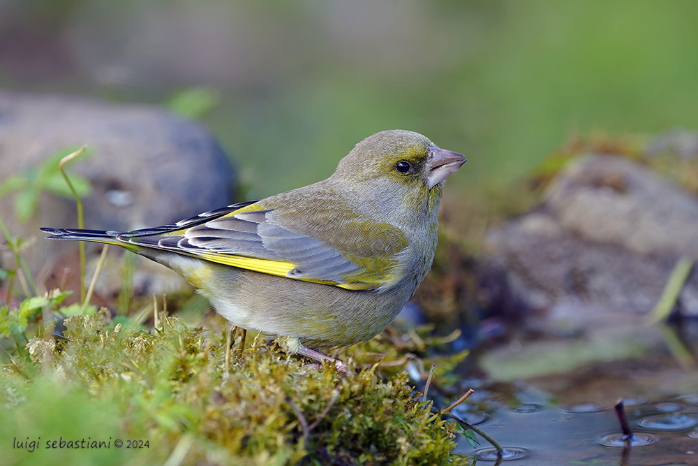 Greenfinch