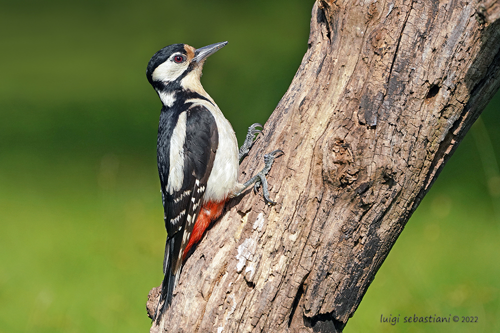 Woodpecker, great spotted