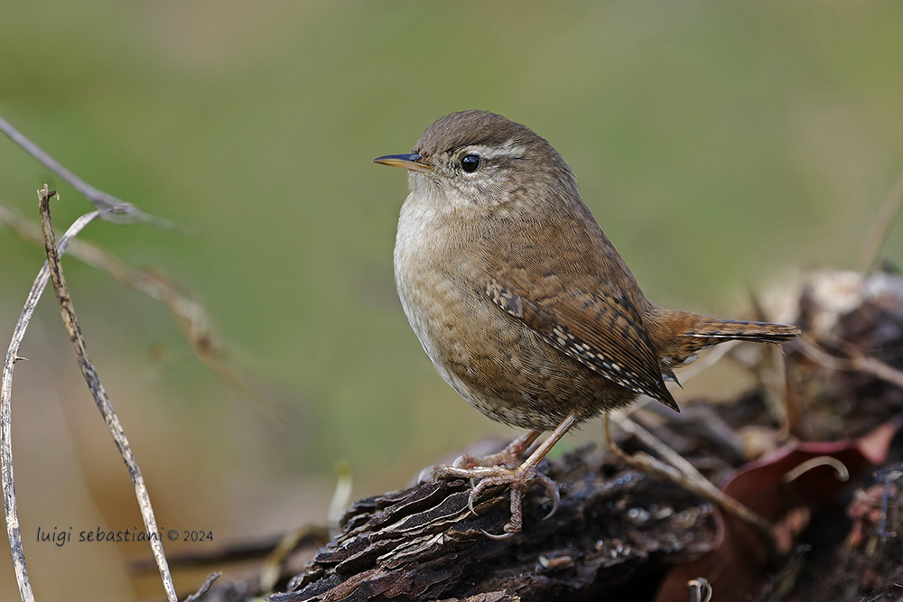 Wren (winter)