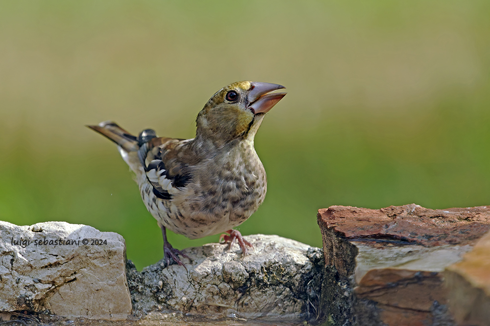 Hawfinch