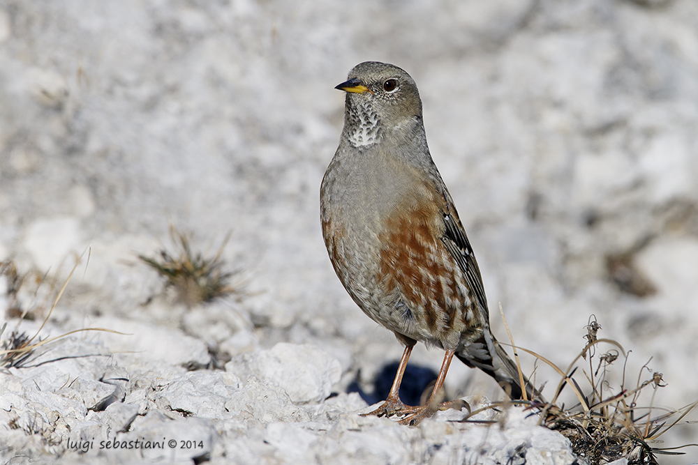 Accentor, alpine