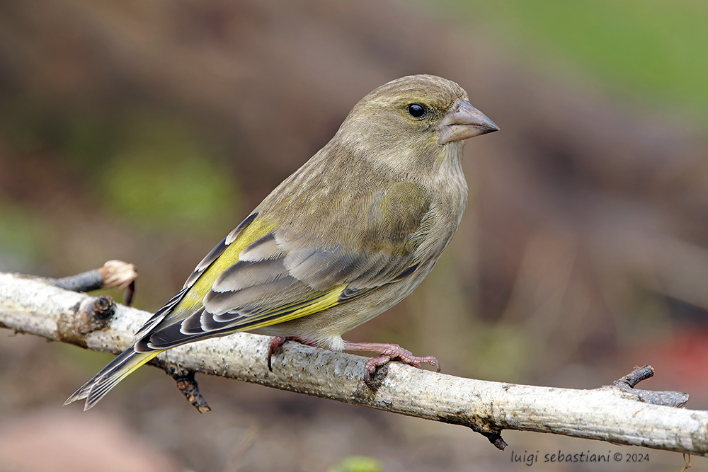 Greenfinch