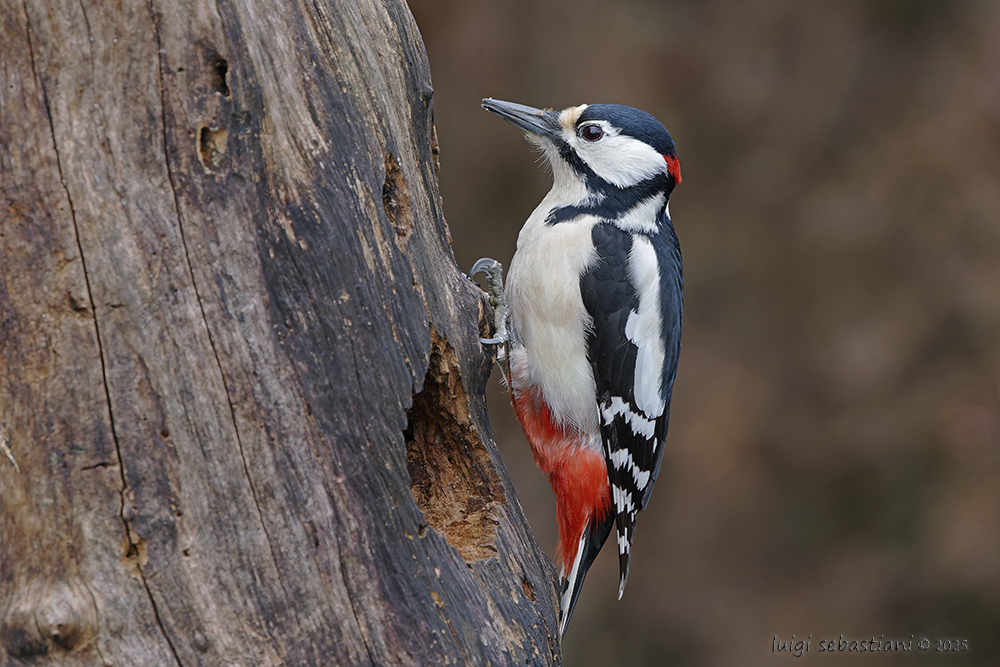 Woodpecker, great spotted