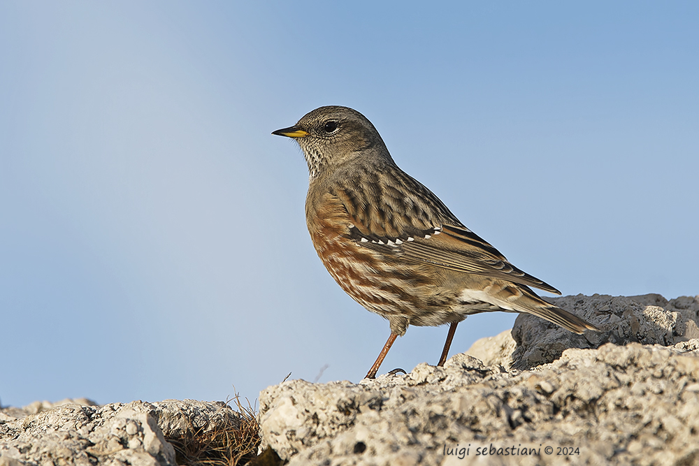 Accentor, alpine