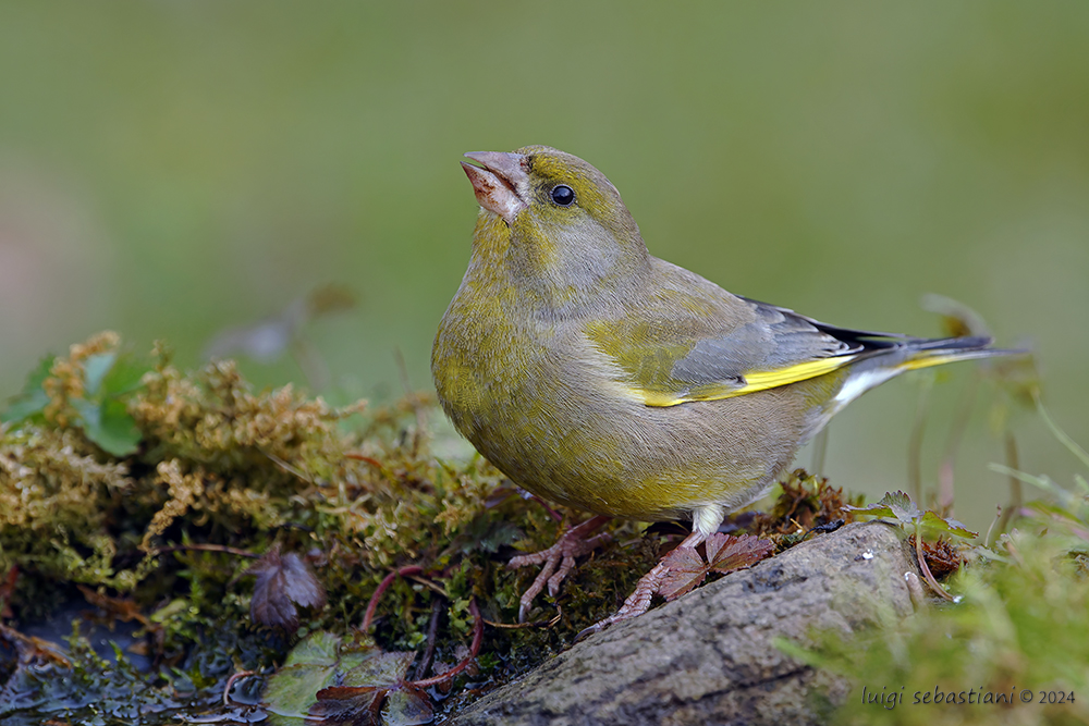 Greenfinch