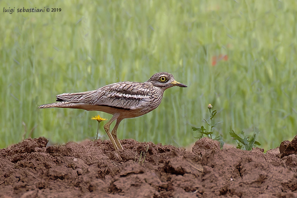 Stone-curlew